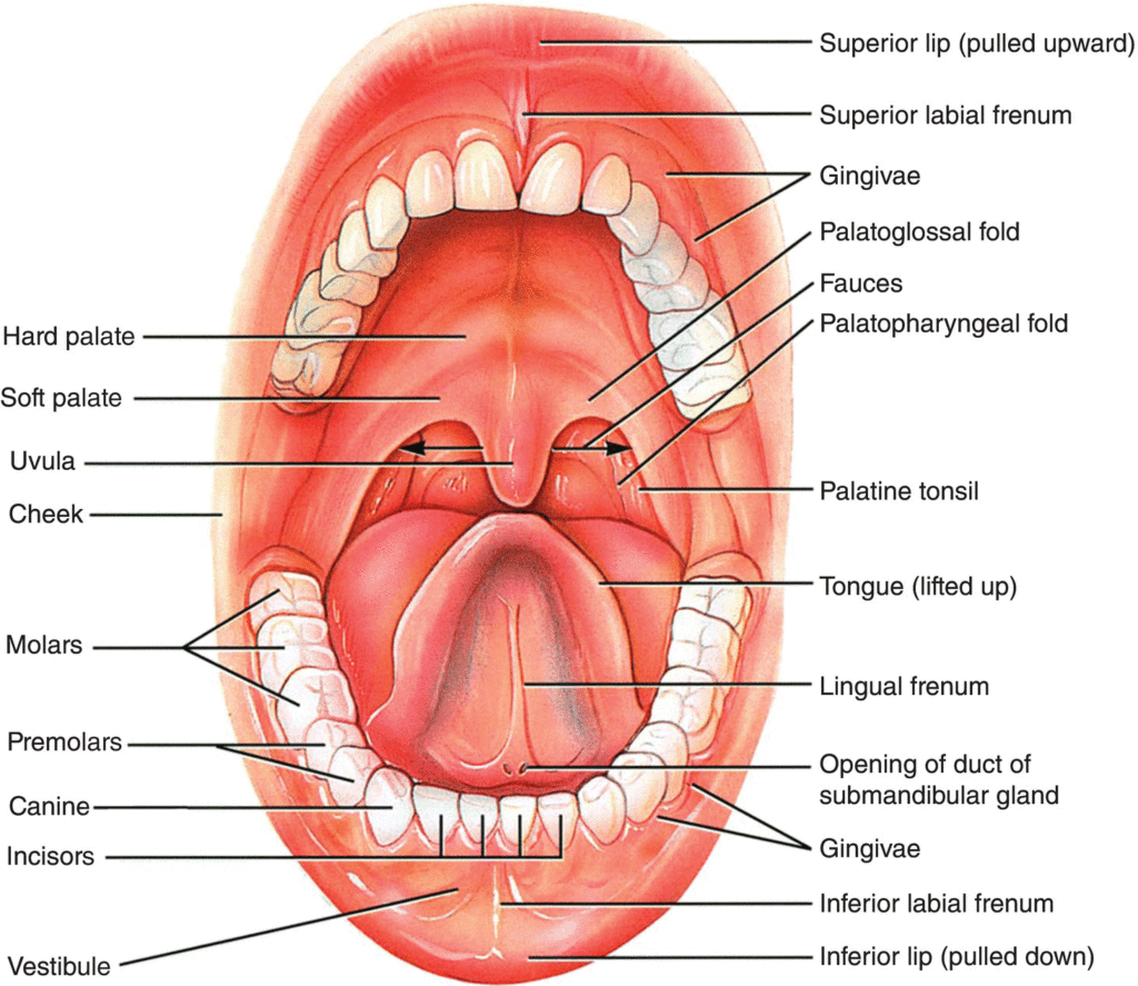 Gangrenous Stomatitis